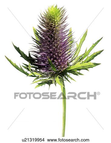 Sea holly (Eryngium sp. ) View Large Photo Image Picture - Sea holly (Eryngium sp. ). Fotosearch