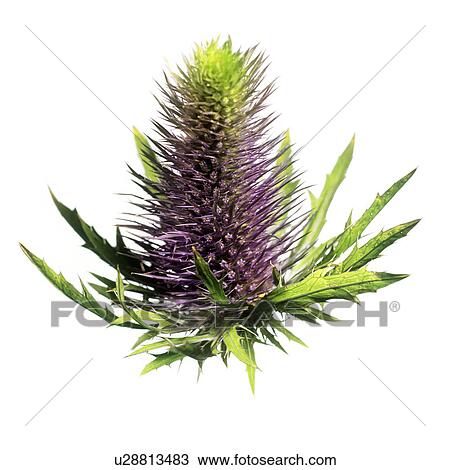 Sea holly (Eryngium sp. ) View Large Photo Image Stock Image - Sea holly (Eryngium sp. ). Fotosearch