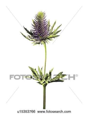 Stock Photograph - Sea holly (Eryngium sp. ). Fotosearch