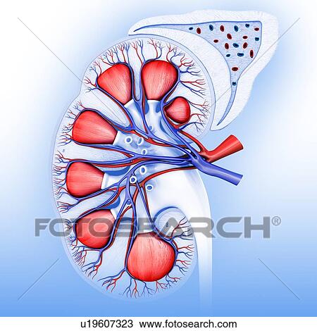 Stock Image - Section of human kidney, illustration. Fotosearch