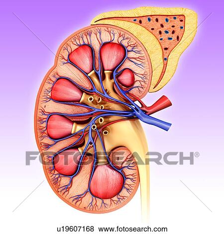 Section of human kidney, illustration View Large Photo Image Stock Photo - Section of human kidney, illustration. Fotosearch