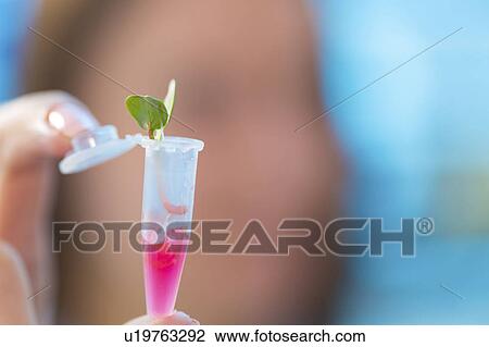 Stock Image - Seedling growing in an eppendorf tube. Fotosearch