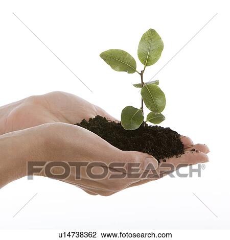Seedling View Large Photo Image Stock Image - Seedling. Fotosearch