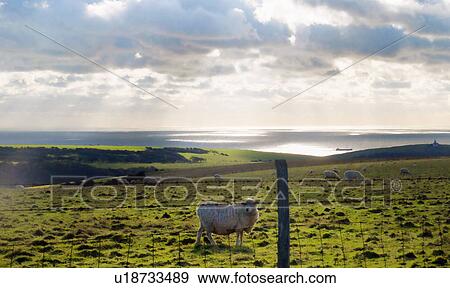 Sheep in field, East Dean, East Sussex View Large Photo Image Stock Photo - Sheep in field, East Dean, East Sussex. Fotosearch