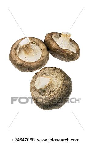 Shiitake mushrooms View Large Photo Image Stock Photo - Shiitake mushrooms. Fotosearch