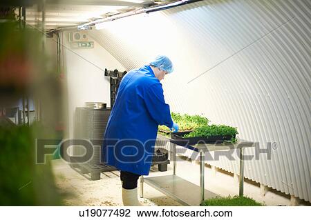 Stock Image - Side view of worker wearing hair net and latex gloves quality checking freshly grown vegetables. Fotosearch