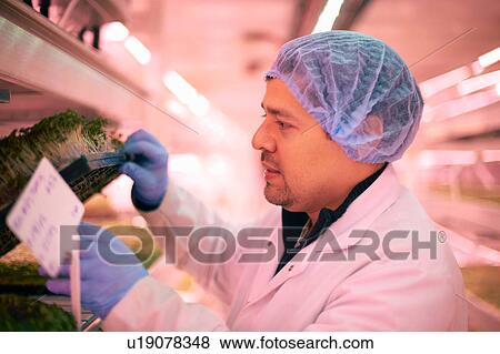 Stock Photo - Side view of worker wearing hair net checking vegetables growing in artificial light smiling. Fotosearch