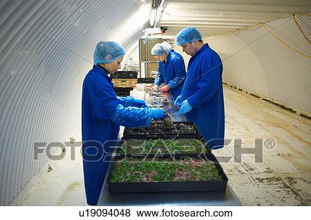 Stock Photo - Side view of workers wearing overalls and hair nets working on production line, packaging vegetables. Fotosearch