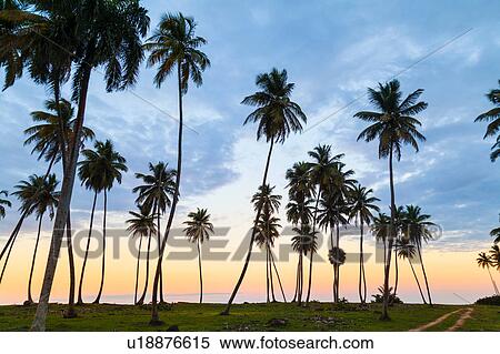 Stock Photography - Silhouetted palm tree's at sunset on coast, Dominican Republic, The Caribbean. Fotosearch