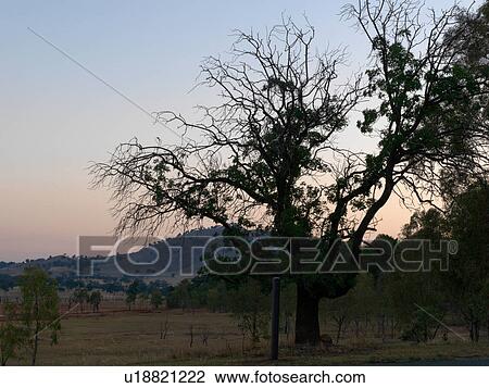 Stock Image - Silhouetted rural landscape at dawn, Albury, Victoria, Australia. Fotosearch