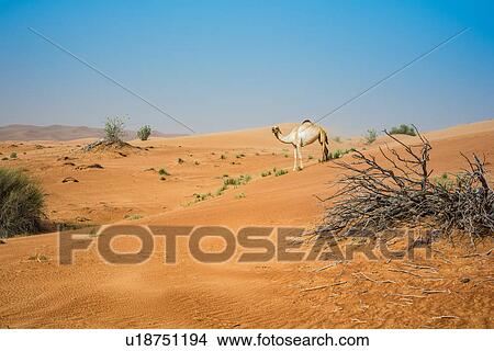 Single camel in desert, Dubai, United Arab Emirates View Large Photo Image Picture - Single camel in desert, Dubai, United Arab Emirates. Fotosearch