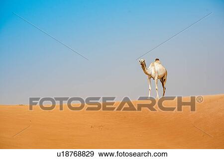 Stock Photo - Single camel on desert dune, Dubai, United Arab Emirates. Fotosearch