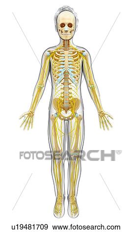 Stock Photo - Skeletal and nervous system, illustration. Fotosearch