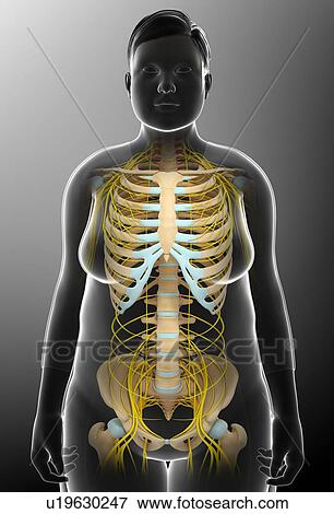 Stock Photo - Skeletal and nervous system, illustration. Fotosearch