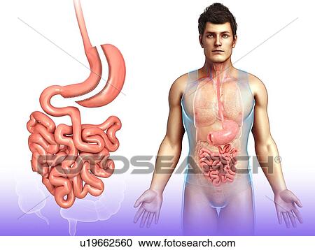 Sleeve gastrectomy, illustration View Large Photo Image Stock Image - Sleeve gastrectomy, illustration. Fotosearch