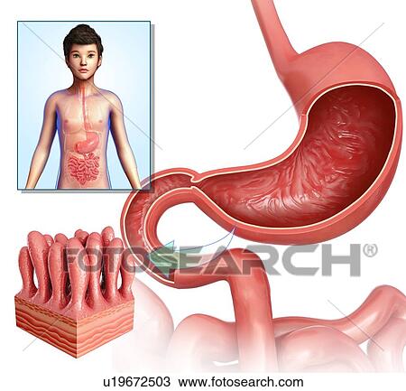 Small intestinal villi, illustration View Large Photo Image Stock Image - Small intestinal villi, illustration. Fotosearch