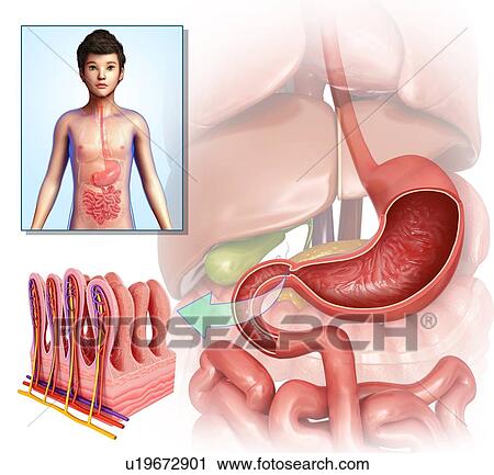 Small intestinal villi, illustration View Large Photo Image Stock Image - Small intestinal villi, illustration. Fotosearch