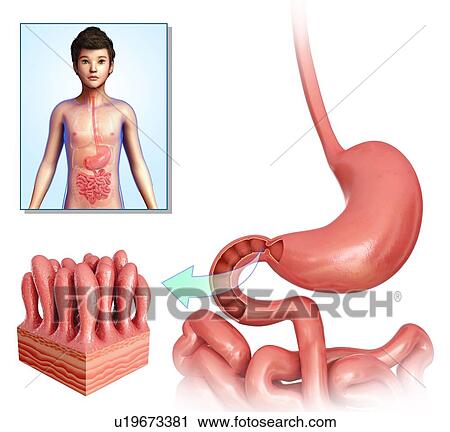 Stock Image - Small intestinal villi, illustration. Fotosearch