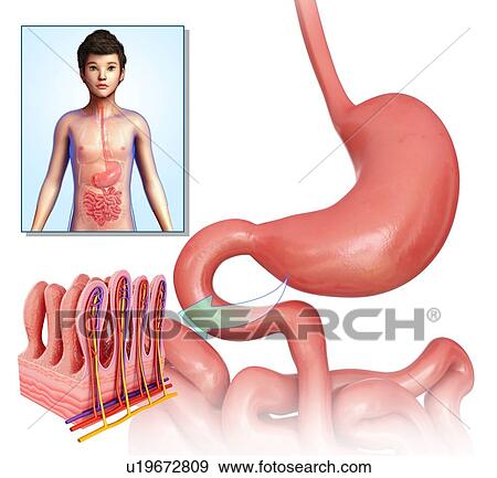 Small intestinal villi, illustration View Large Photo Image Stock Photo - Small intestinal villi, illustration. Fotosearch