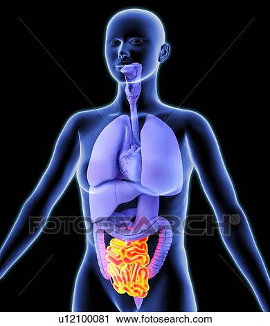 Small intestine, artwork View Large Photo Image Stock Image - Small intestine, artwork. Fotosearch