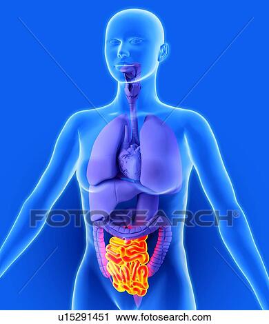Stock Image - Small intestine, artwork. Fotosearch