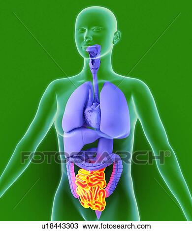 Small intestine, artwork View Large Photo Image Stock Image - Small intestine, artwork. Fotosearch