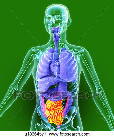Stock Photo - Small intestine, artwork. Fotosearch