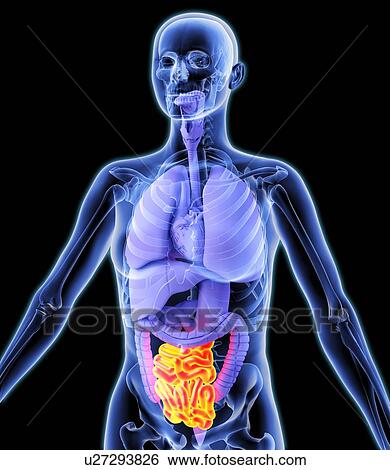 Stock Photograph - Small intestine, artwork. Fotosearch