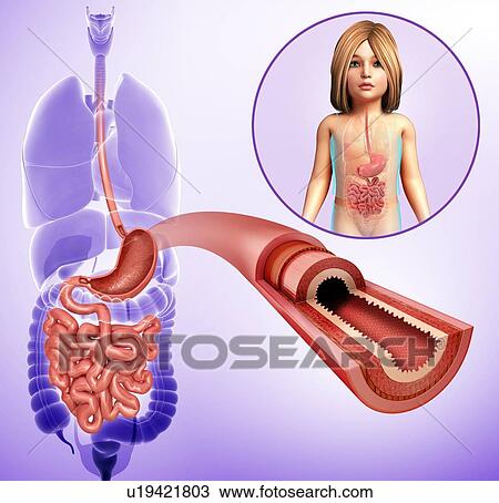 Small intestine of a child, illustration View Large Photo Image Stock Image - Small intestine of a child, illustration. Fotosearch