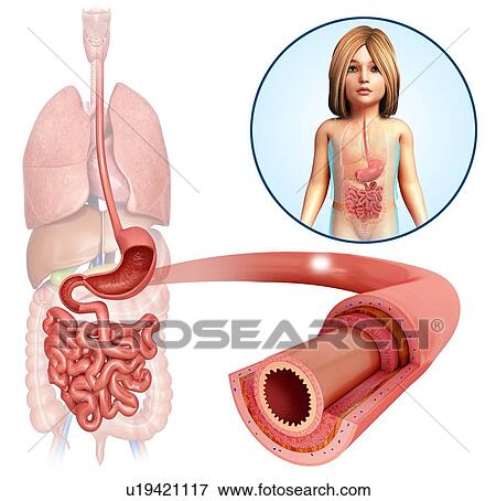 Stock Photo - Small intestine of a child, illustration. Fotosearch