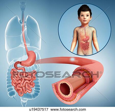 Small intestine of a child, illustration View Large Photo Image Stock Photo - Small intestine of a child, illustration. Fotosearch