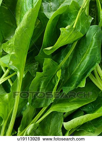 Stock Photo - Spinach leaves, full frame, close-up. Fotosearch