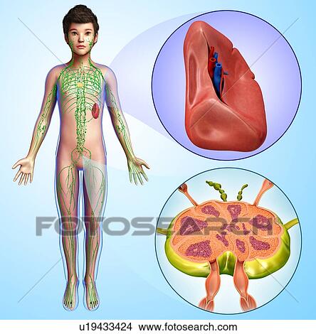 Picture - Spleen of a child, illustration. Fotosearch