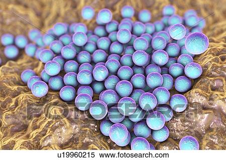 Stock Photography - Staphylococci bacteria, illustration. Fotosearch