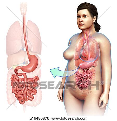 Stomach and small intestine, illustration View Large Photo Image Stock Photograph - Stomach and small intestine, illustration. Fotosearch