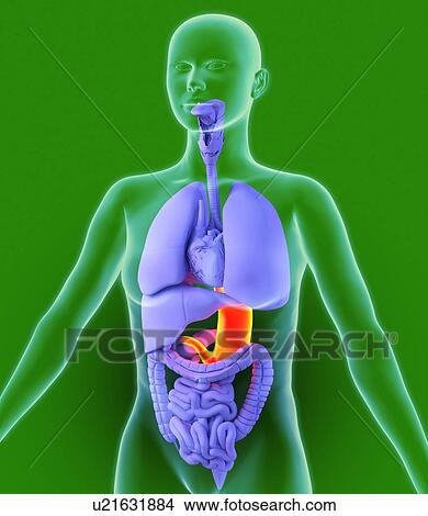 Picture - Stomach, artwork. Fotosearch
