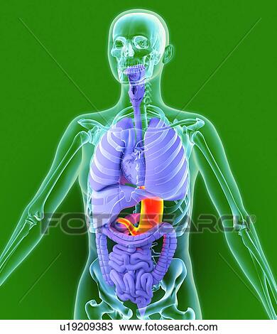 Stock Image - Stomach, artwork. Fotosearch