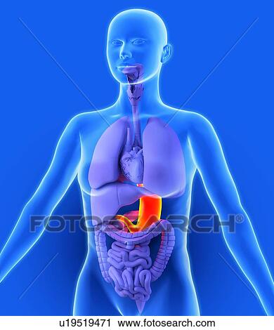 Stock Image - Stomach, artwork. Fotosearch