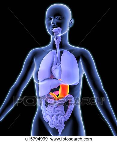 Stock Photo - Stomach, artwork. Fotosearch