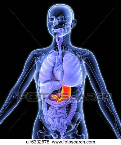 Stomach, artwork View Large Photo Image Stock Photo - Stomach, artwork. Fotosearch