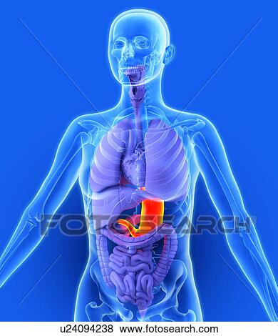 Stomach, artwork View Large Photo Image Stock Photo - Stomach, artwork. Fotosearch