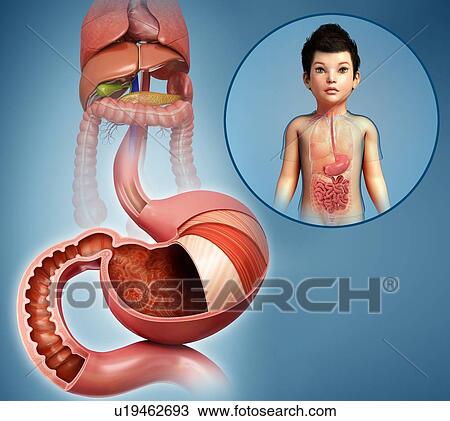 Stock Image - Stomach of a child, illustration. Fotosearch