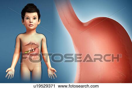Stomach of a child, illustration View Large Photo Image Stock Image - Stomach of a child, illustration. Fotosearch