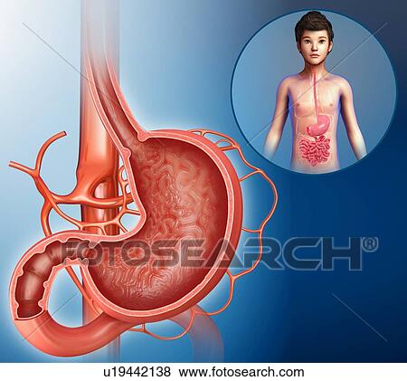 Stock Photo - Stomach of a child, illustration. Fotosearch