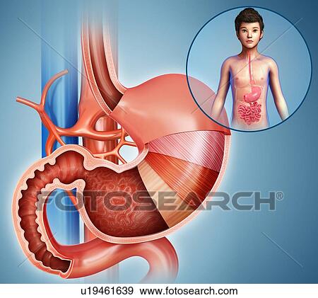 Stock Photo - Stomach of a child, illustration. Fotosearch