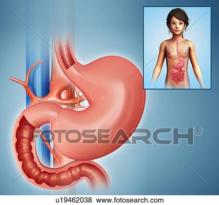 Stock Photo - Stomach of a child, illustration. Fotosearch
