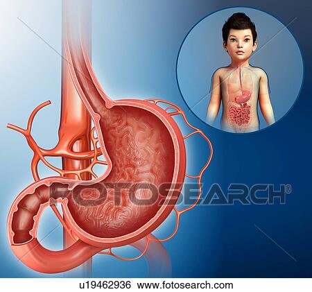Stock Photograph - Stomach of a child, illustration. Fotosearch