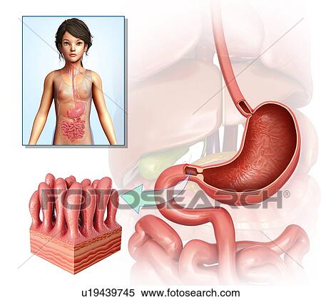 Stomach of a child, illustration View Large Photo Image Stock Photography - Stomach of a child, illustration. Fotosearch