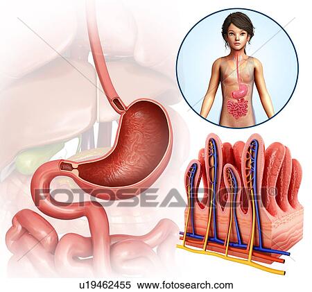 Stomach of a child, illustration View Large Photo Image Stock Photography - Stomach of a child, illustration. Fotosearch