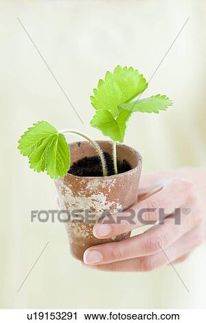 Stock Image - Strawberry plant. Fotosearch